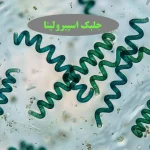 اسپیرولینا: ابرغذای فراموش‌شده یا سلاح مخفی آینده؟ راهنمای جامع علمی درباره جلبک سبز-آبی که دنیا را تغییر می‌دهد