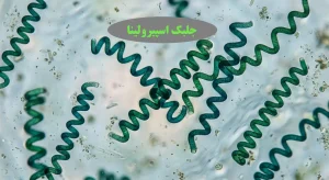 جلبک اسپیرولینا