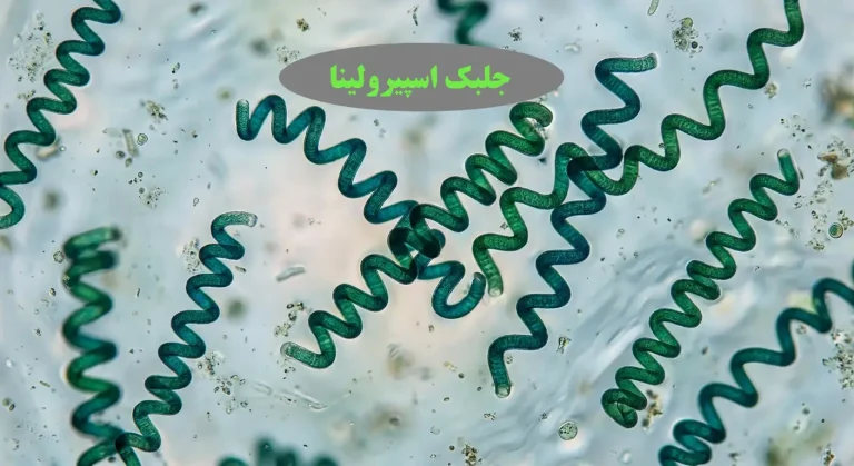 جلبک اسپیرولینا